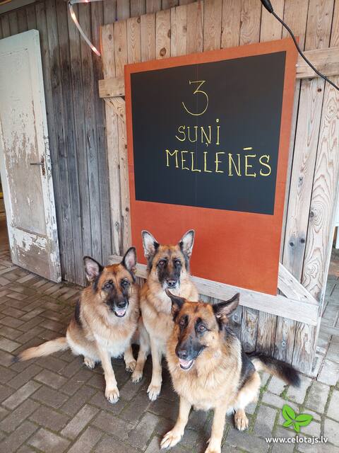3Sunji_Mellenes_Cafe.jpg