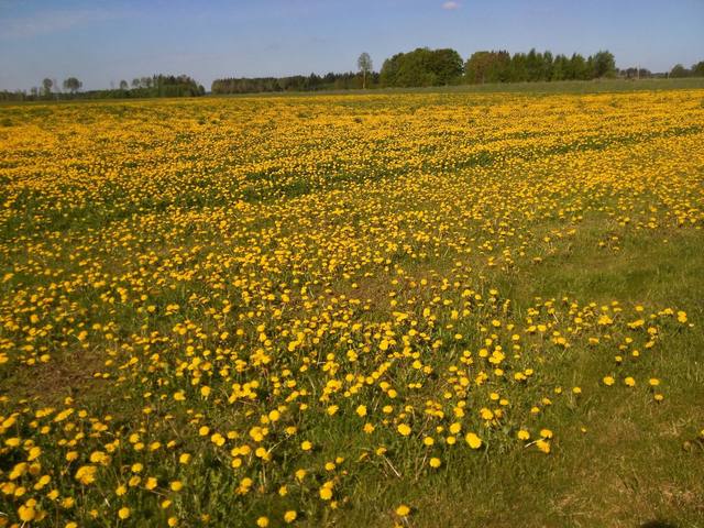 Spring_meadow.jpg