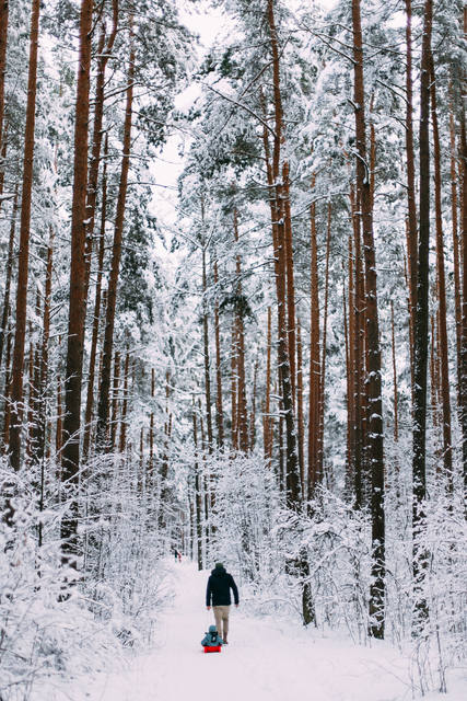 winter-forest.jpg