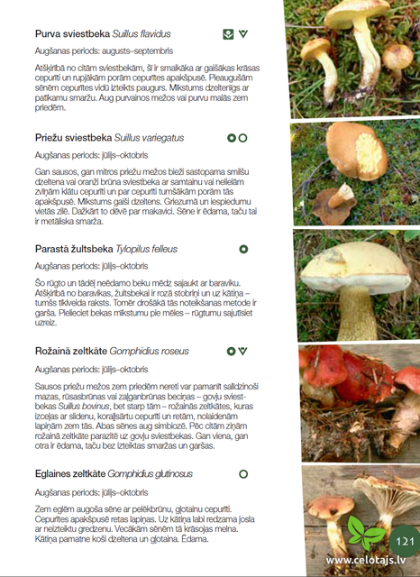 d1_mushrooms.png